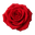 Rose Flower Icon Tasting | Primal Wine