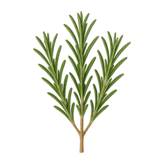 Rosemary Icon Tasting | Primal Wine