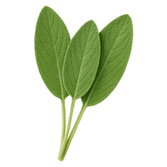 Three vibrant green herbal leaves arranged side by side against a transparent background.
