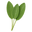 Three vibrant green herbal leaves arranged side by side against a transparent background.