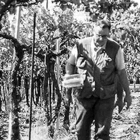 Alfredo Mastropietro, natural wine producer, walking through his Cesanese vineyard in San Vito Romano, Lazio, Italy