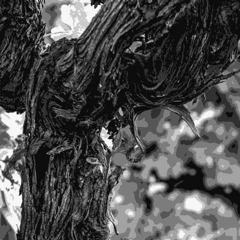 Sorelle Bronca — natural wine producer