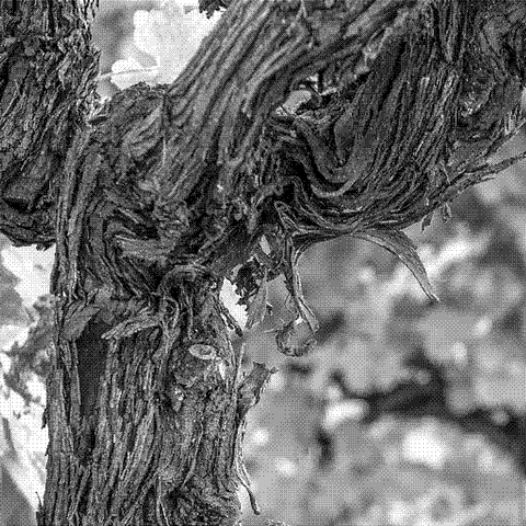 Sorelle Bronca — natural wine producer