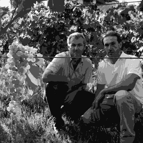 Tamellini — natural wine producer