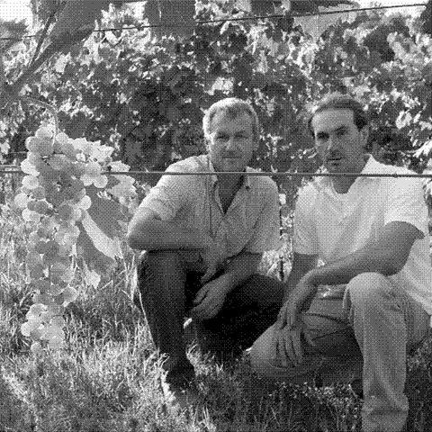 Tamellini — natural wine producer