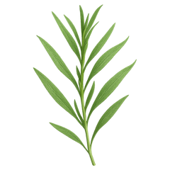 Tarragon Icon Tasting | Primal Wine