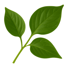 Close-up of green leaves on a stem, showcasing vibrant foliage and natural textures.