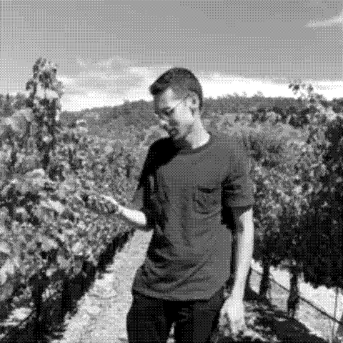 Toshokan, natural wine producer, harvesting grapes in a California vineyard