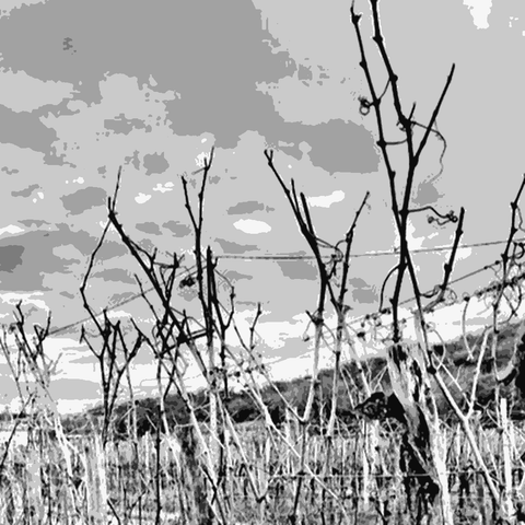 Vini Sassara — natural wine producer