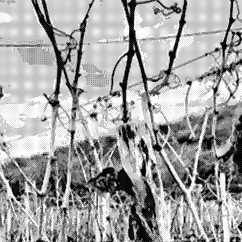 Vini Sassara — natural wine producer