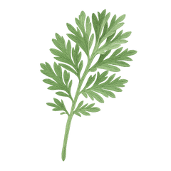Wormwood Icon Tasting | Primal Wine
