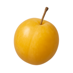 Yellow Plum Icon Tasting | Primal Wine