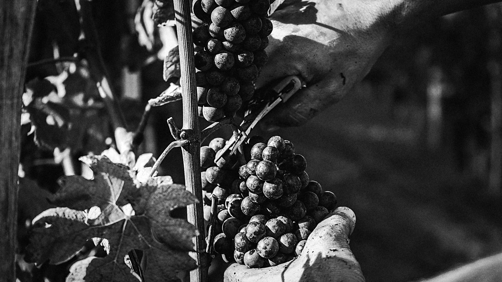A grower cutting a bunch of red grapes from the vine